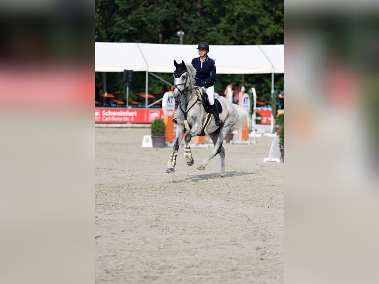 Holstein Gelding 14 years 17 hh Gray in Frankfurt am MainFrankfurt