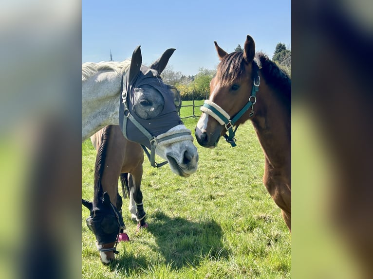 Holstein Gelding 14 years 17 hh Gray in Frankfurt am MainFrankfurt