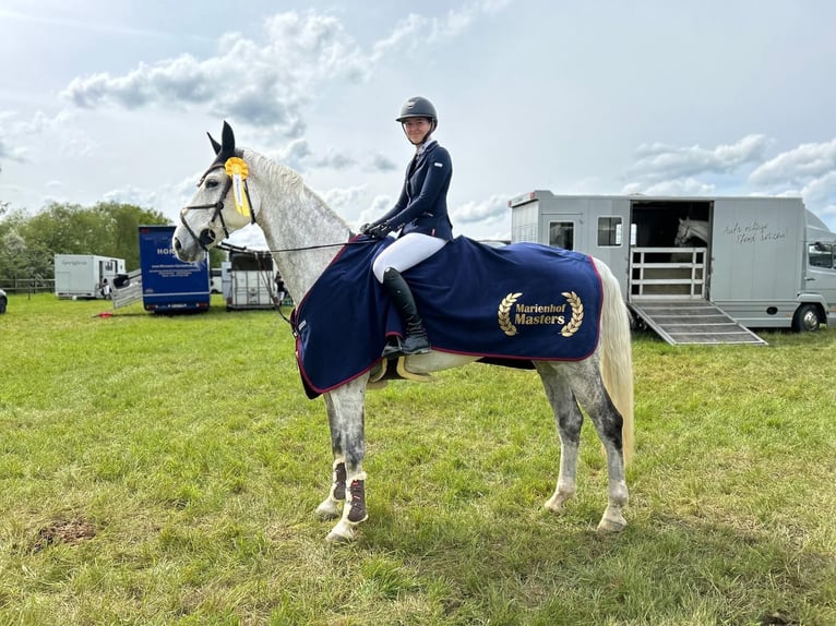 Holstein Gelding 14 years 17 hh Gray in Frankfurt am MainFrankfurt