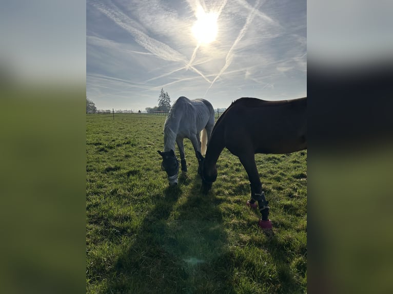 Holstein Gelding 14 years 17 hh Gray in Frankfurt am MainFrankfurt