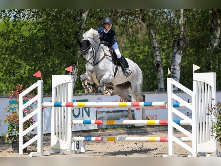 Holstein Gelding 14 years 17 hh Gray in Frankfurt am MainFrankfurt