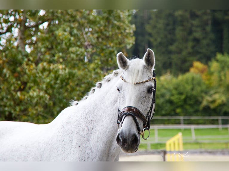 Holstein Gelding 14 years 17 hh Grey-Fleabitten in Petting
