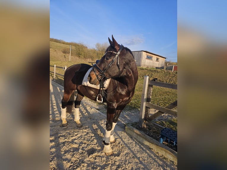 Holstein Gelding 14 years 17 hh Smoky-Black in Bamberg