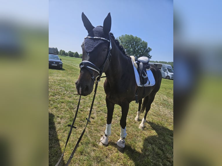 Holstein Gelding 14 years 17 hh Smoky-Black in Bamberg
