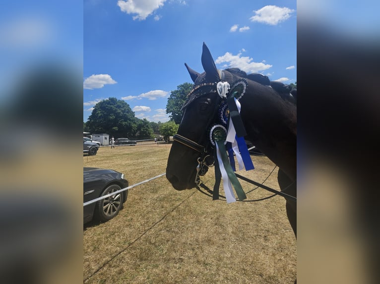Holstein Gelding 14 years 17 hh Smoky-Black in Bamberg