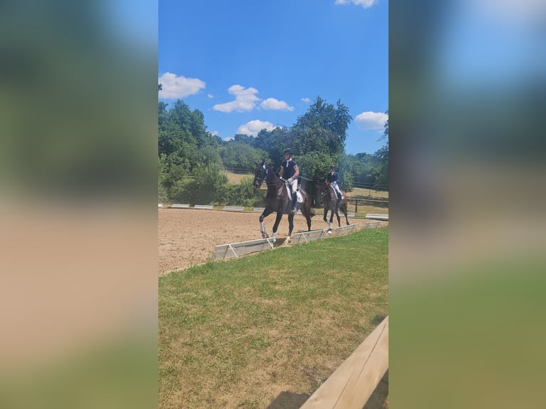 Holstein Gelding 14 years 17 hh Smoky-Black in Bamberg