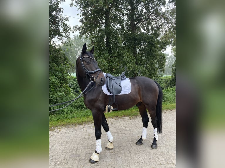 Holstein Gelding 14 years 17 hh Smoky-Black in Berne