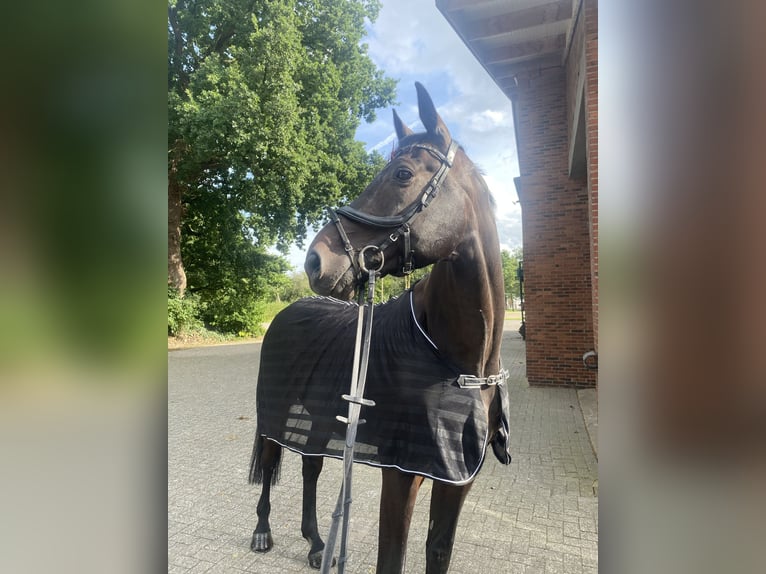 Holstein Gelding 14 years 17 hh Smoky-Black in Berne