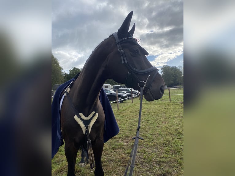 Holstein Gelding 14 years 17 hh Smoky-Black in Berne