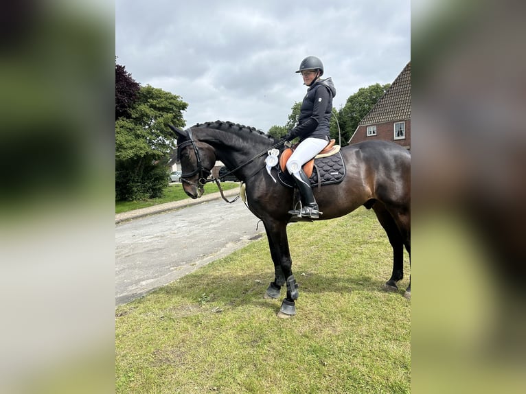 Holstein Gelding 14 years 17 hh Smoky-Black in Berne