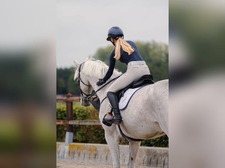 Holstein Gelding 14 years 17,1 hh Grey-Dapple in Neuwied