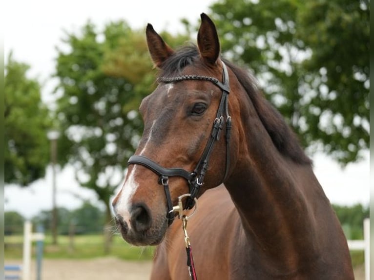 Holstein Gelding 14 years 17,2 hh Brown in Ascheberg