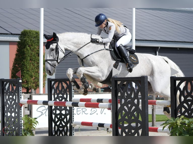 Holstein Gelding 14 years 17,2 hh Grey in Steensel