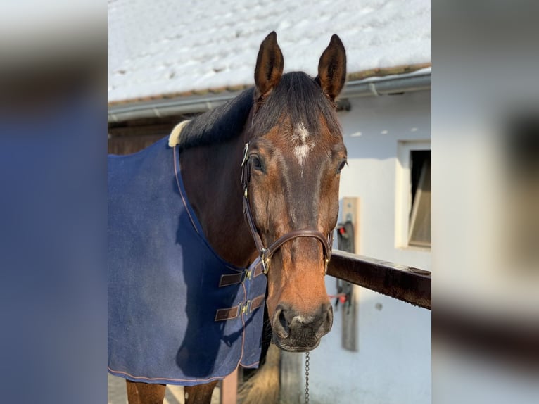 Holstein Gelding 14 years 18 hh Brown in Matzingen