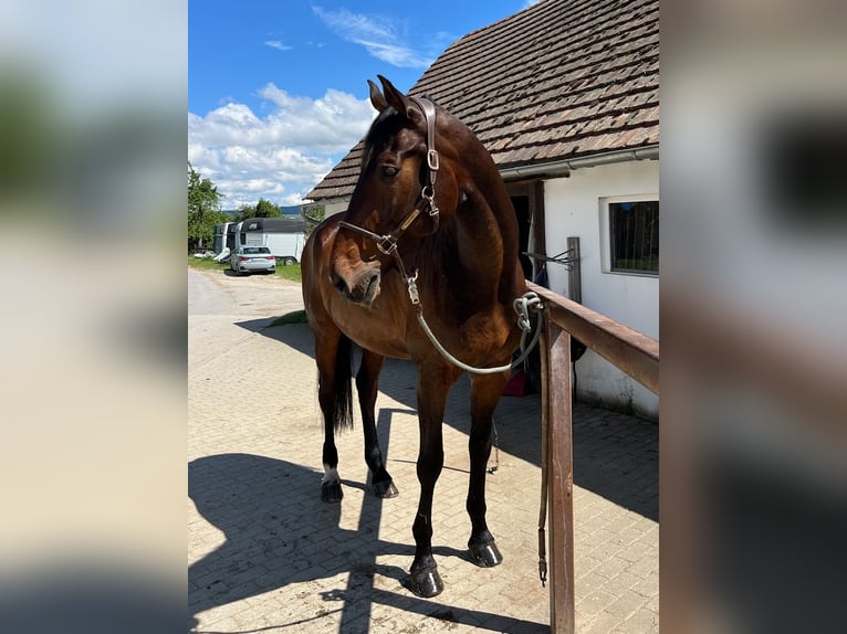 Holstein Gelding 14 years 18 hh Brown in Matzingen
