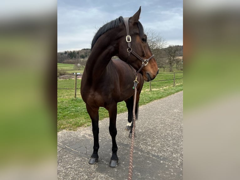 Holstein Gelding 14 years 18 hh Brown in Matzingen