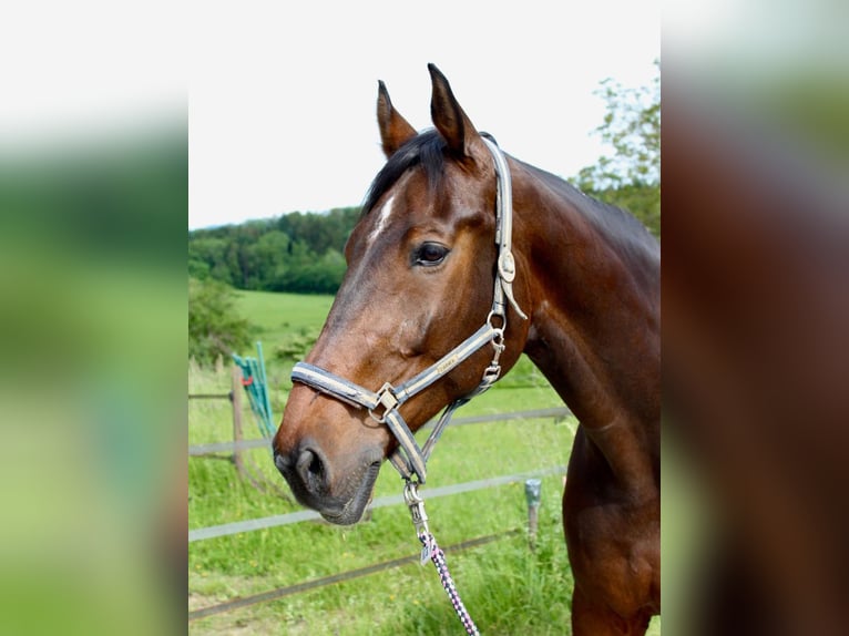 Holstein Gelding 14 years 18 hh Brown in Matzingen