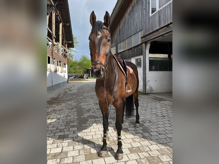 Holstein Gelding 14 years 18 hh Brown in Matzingen