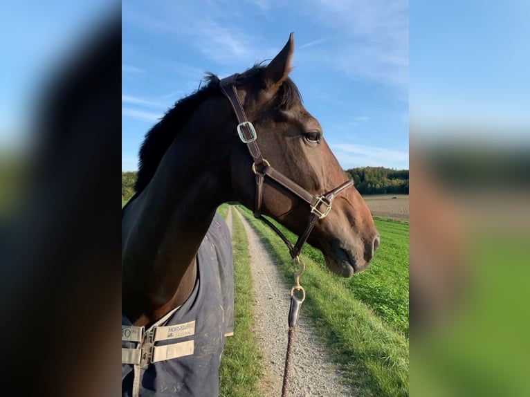 Holstein Gelding 14 years 18 hh Brown in Matzingen