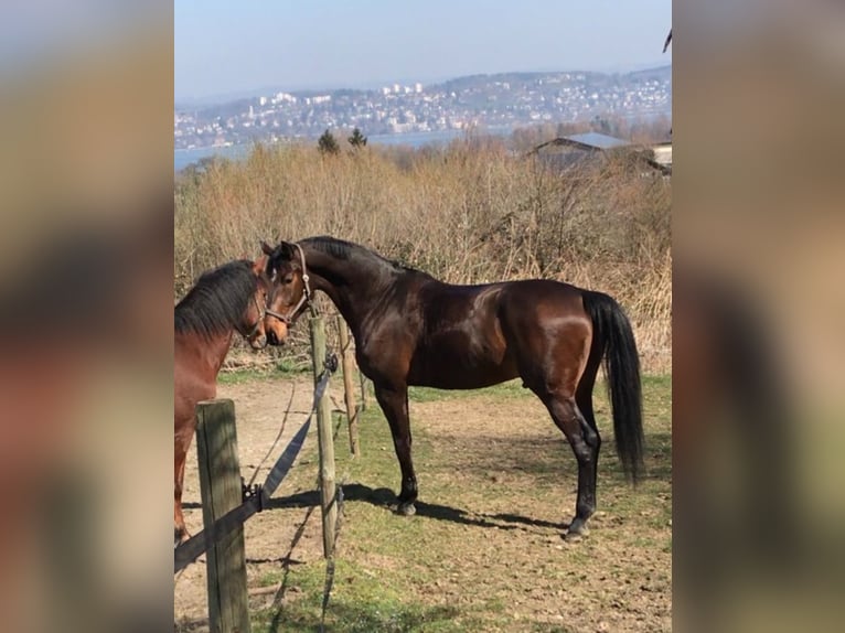 Holstein Gelding 14 years 18 hh Brown in Matzingen