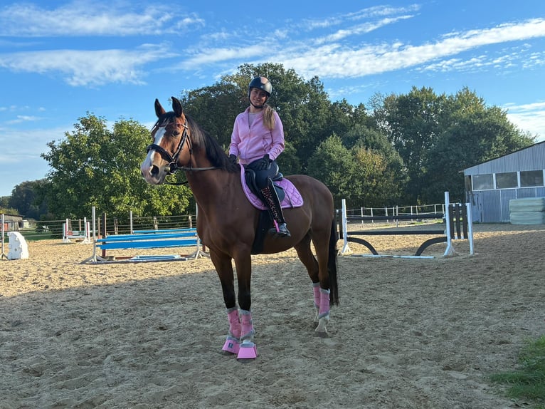Holstein Gelding 15 years 15.2 hh Brown in Ostbevern