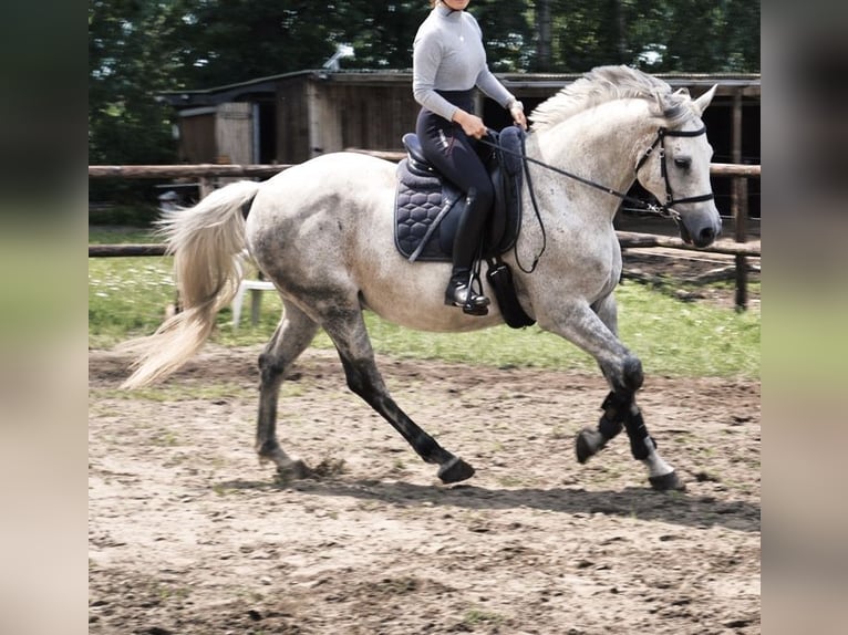 Holstein Gelding 15 years 15,2 hh Gray in Wedel