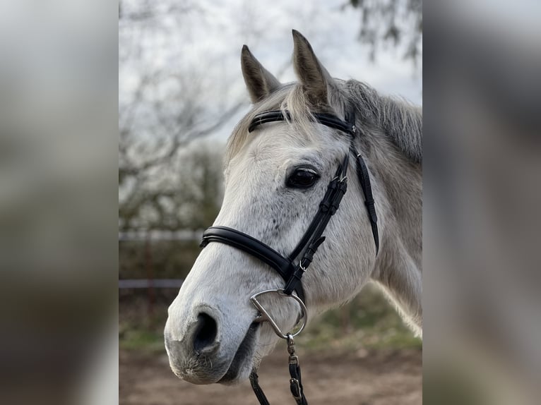 Holstein Gelding 15 years 15,2 hh Gray in Wedel