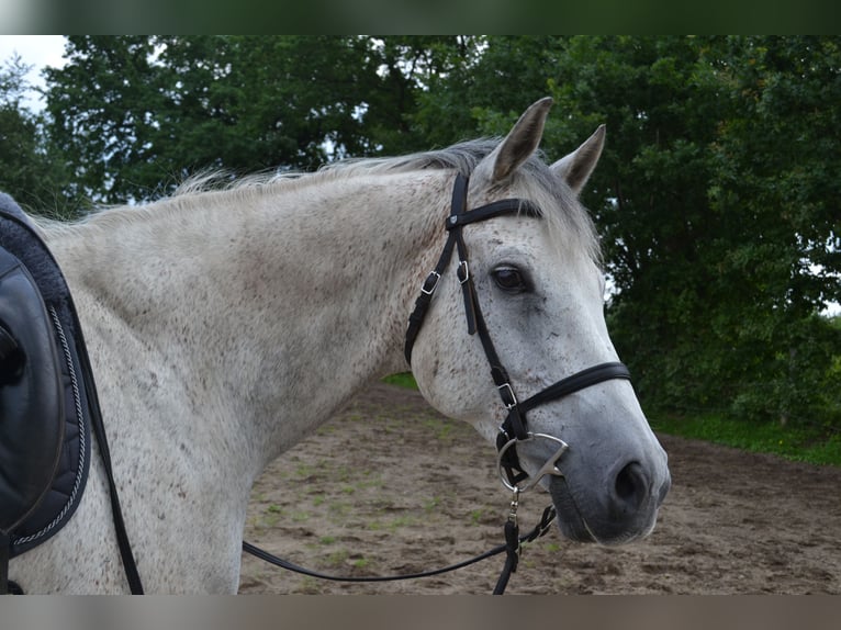 Holstein Gelding 15 years 15,2 hh Gray in Wedel