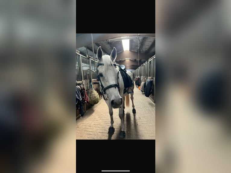 Holstein Gelding 15 years 15,2 hh Gray in Wedel