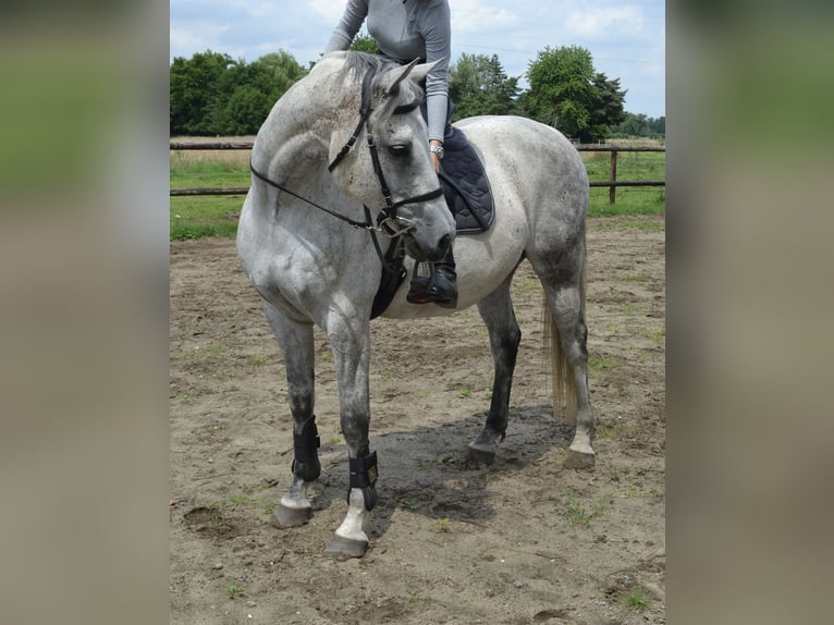 Holstein Gelding 15 years 15,2 hh Gray in Wedel