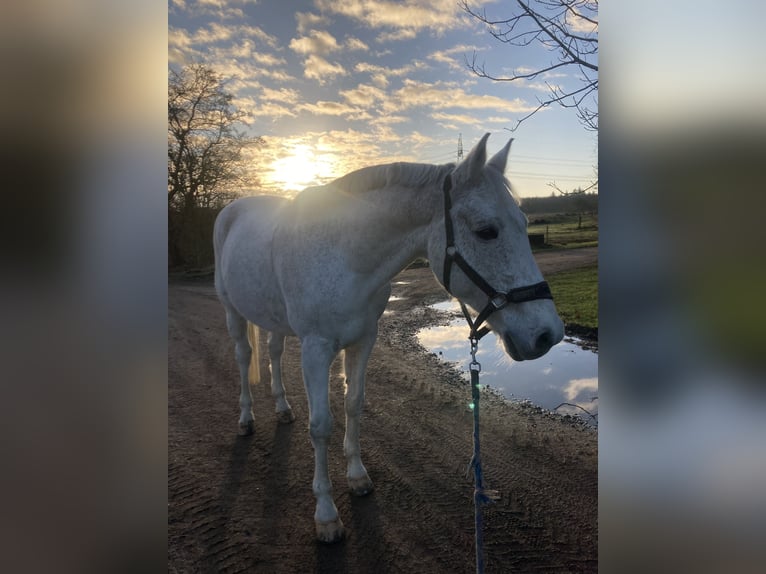 Holstein Gelding 15 years 15,2 hh Gray in Süderlügum