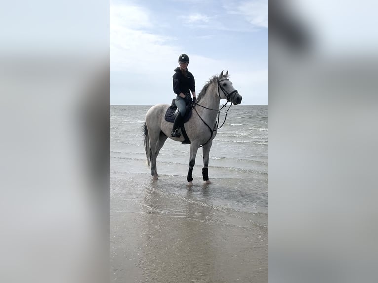 Holstein Gelding 15 years 15,2 hh Gray in Süderlügum