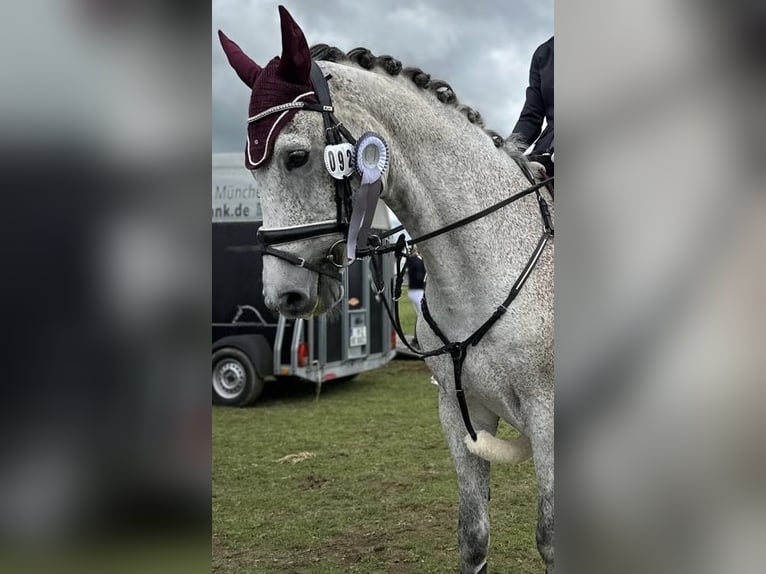 Holstein Gelding 15 years 15,2 hh Grey-Dapple in Markt Schwaben