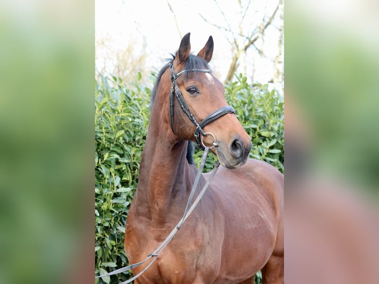 Holstein Gelding 15 years 16,1 hh Brown in Glandorf