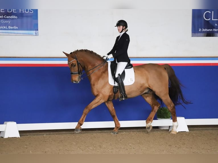 Holstein Gelding 15 years 16.1 hh Chestnut-Red in Flensburg