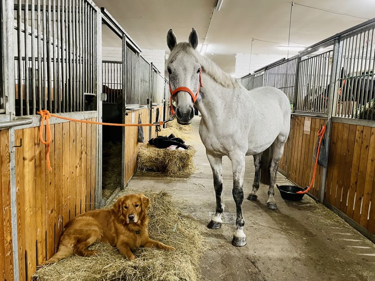 Holstein Gelding 15 years 16,1 hh Gray in Fehrbellin