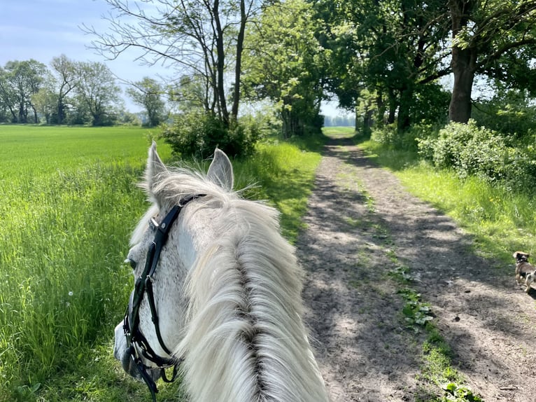 Holstein Gelding 15 years 16,1 hh Gray in Fehrbellin