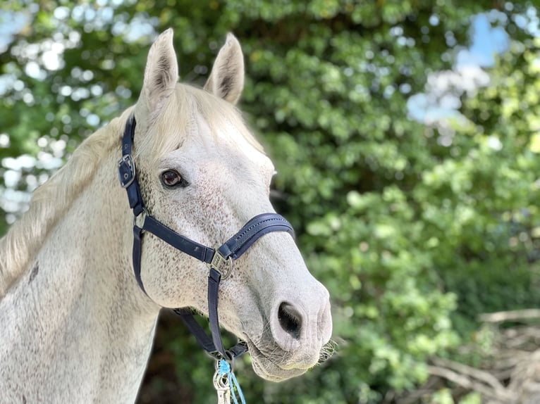 Holstein Gelding 15 years 16,1 hh Gray in Fehrbellin