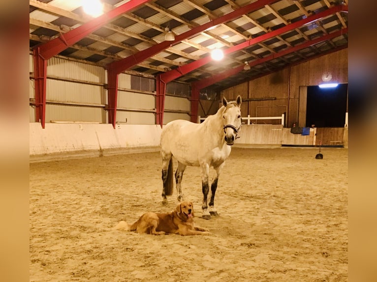 Holstein Gelding 15 years 16,1 hh Gray in Fehrbellin