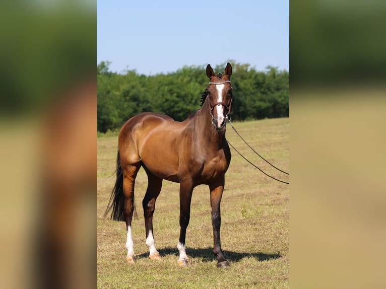 Holstein Gelding 15 years 16,2 hh Bay-Dark in Gönyű