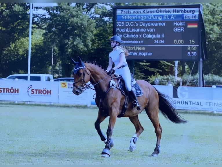 Holstein Gelding 15 years 16,2 hh Brown in Oetjendorf