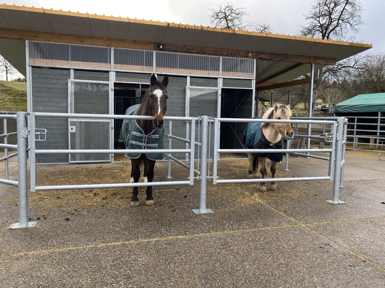 Holstein Gelding 15 years 16,2 hh Brown in Calw