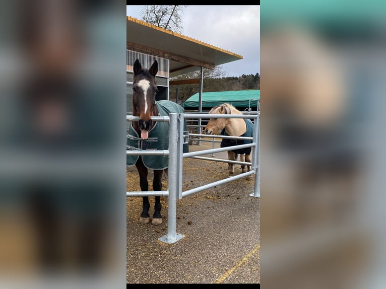 Holstein Gelding 15 years 16,2 hh Brown in Calw