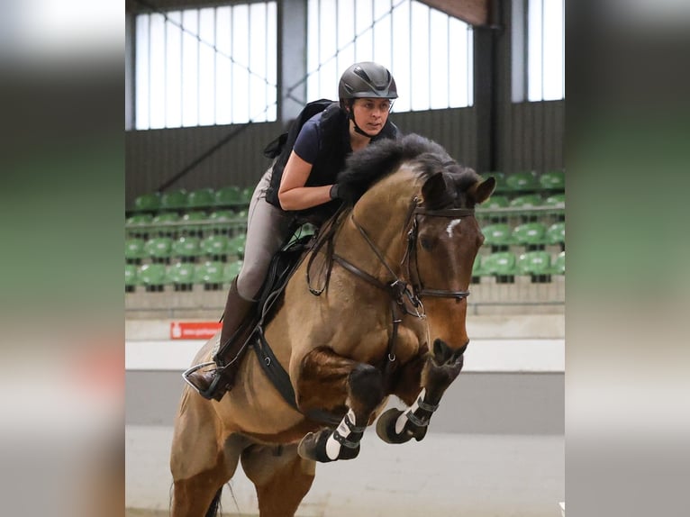 Holstein Gelding 15 years 16,2 hh Brown in Norderstedt