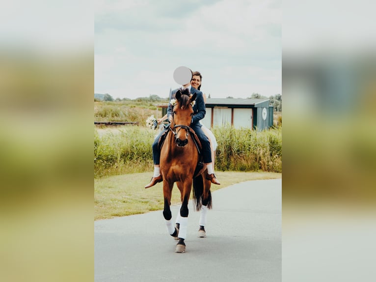 Holstein Gelding 15 years 16,2 hh Brown in Norderstedt