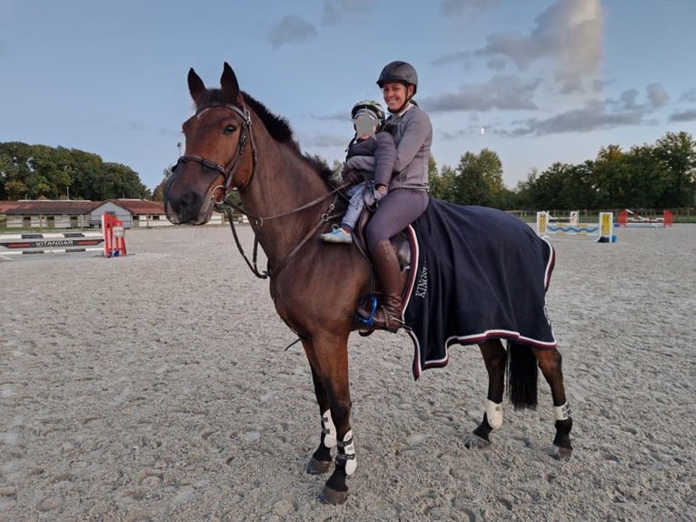 Holstein Gelding 15 years 16,2 hh Brown in Norderstedt