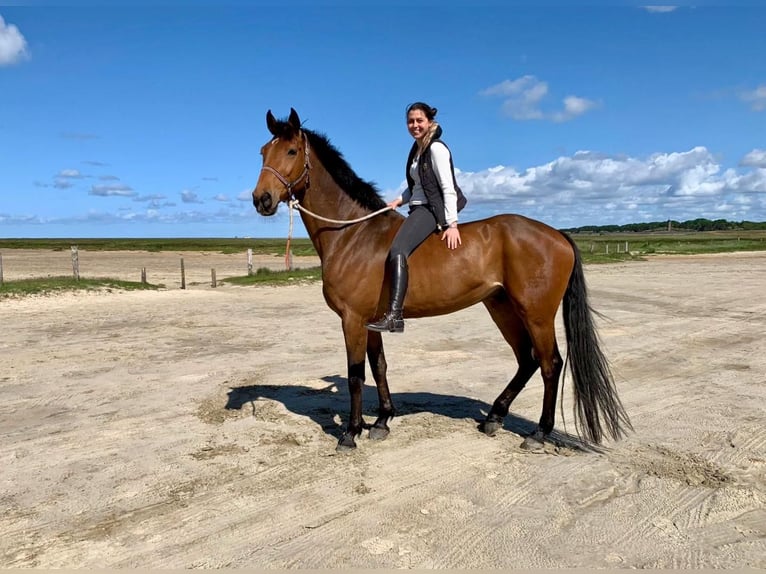 Holstein Gelding 15 years 16,2 hh Brown in Norderstedt