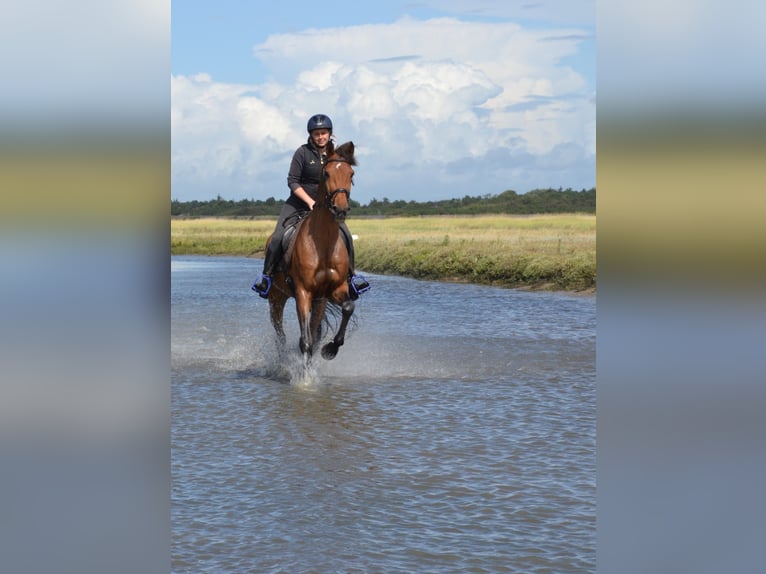 Holstein Gelding 15 years 16,2 hh Brown in Norderstedt