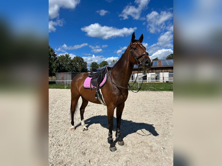 Holstein Gelding 15 years 16.2 hh Brown in Jettingen
