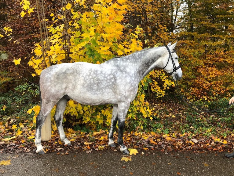 Holstein Gelding 15 years 16.2 hh Grey in Aichwald